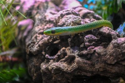 North Carolina Aquarium on Roanoke Island photo