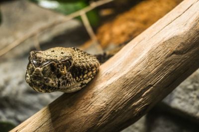 North Carolina Aquarium on Roanoke Island photo