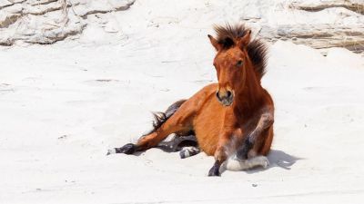 Wild Horse Adventure Tours photo