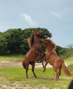 Wild Horse Adventure Tours photo