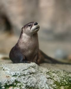 North Carolina Aquarium on Roanoke Island photo