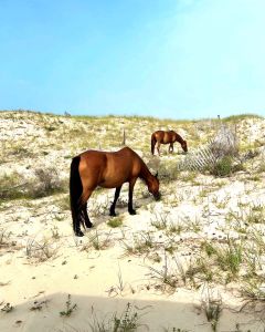 Wild Horse Adventure Tours photo