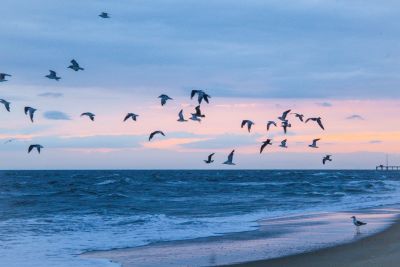 Outer Banks Blue Vacation Rentals photo