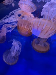 North Carolina Aquarium on Roanoke Island photo