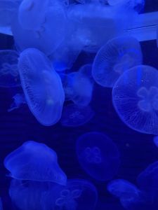 North Carolina Aquarium on Roanoke Island photo