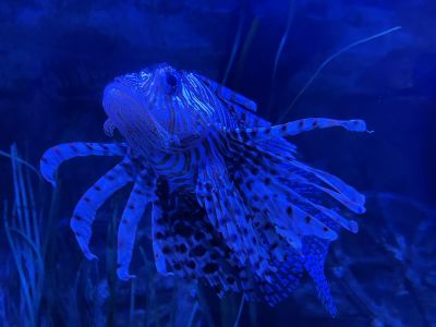 North Carolina Aquarium on Roanoke Island photo