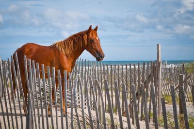 Outer Banks Blue Vacation Rentals photo