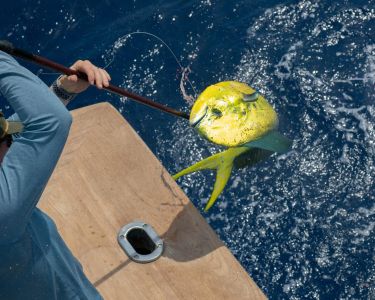 Oregon Inlet Fishing Center photo