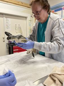 North Carolina Aquarium on Roanoke Island photo