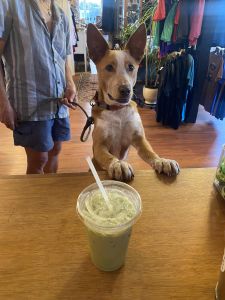 Alien Java Co. photo