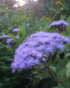 Elizabethan Gardens photo