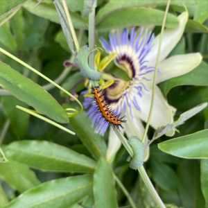 Elizabethan Gardens photo