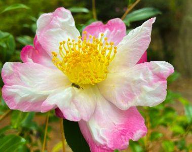 Elizabethan Gardens photo