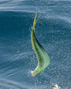 Oregon Inlet Fishing Center photo