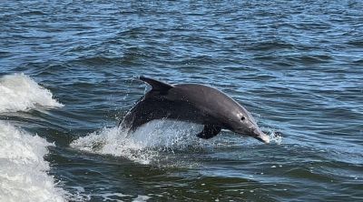 Captain Johnny’s Dolphin Tours photo