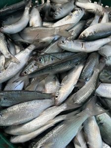 Fishing Unlimited Outer Banks Boat Rentals photo