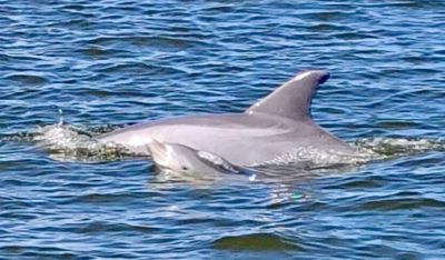 Captain Johnny’s Dolphin Tours photo