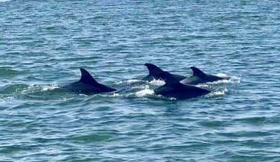 Captain Johnny’s Dolphin Tours photo