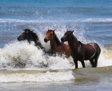 Bob's Corolla Wild Horse Tours photo