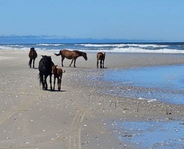 Bob's Corolla Wild Horse Tours photo