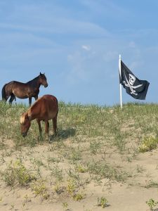 Corolla Wild Horse Tours photo