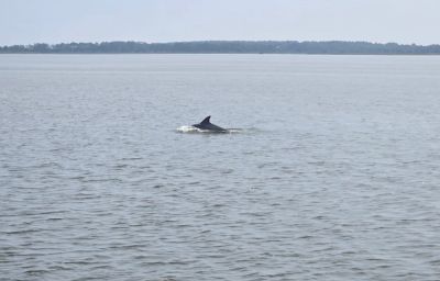 Harbor Star Dolphin Tours photo