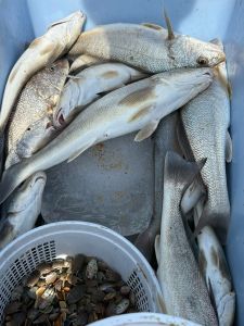 Red Drum Tackle Shop photo