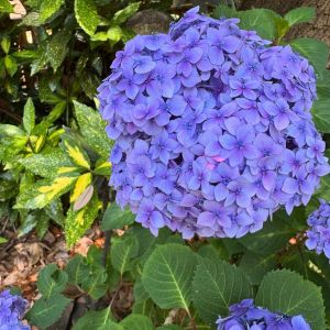 Elizabethan Gardens photo