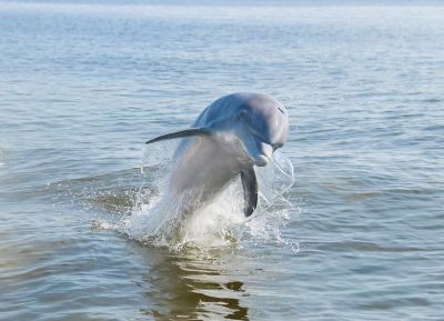 Captain Johnny’s Dolphin Tours photo