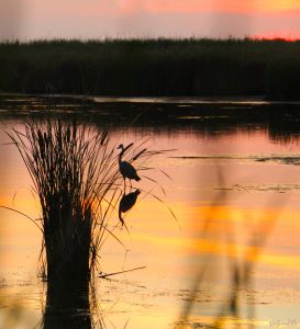 The Northern Outer Banks photo