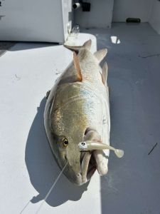 Red Drum Tackle Shop photo