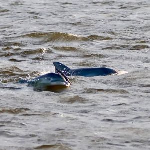 Harbor Star Dolphin Tours photo