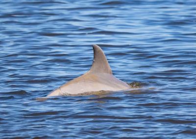 Harbor Star Dolphin Tours photo