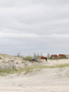 The Northern Outer Banks photo