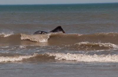 Back Country Wild Horse Safari photo