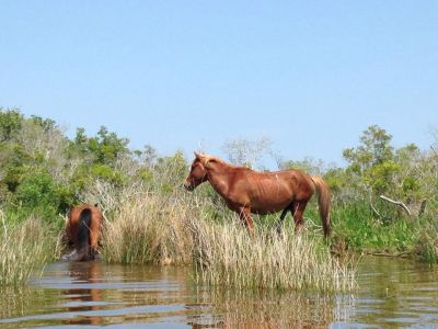 Back Country Wild Horse Safari photo