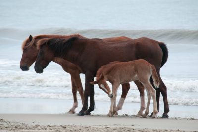 Back Country Wild Horse Safari photo