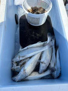 Red Drum Tackle Shop photo