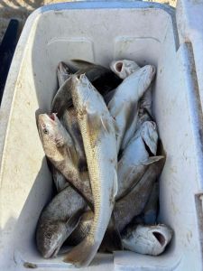 Red Drum Tackle Shop photo