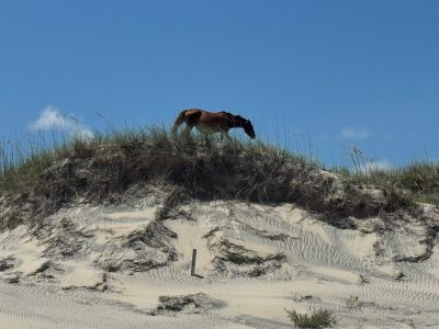 Bob's Corolla Wild Horse Tours photo