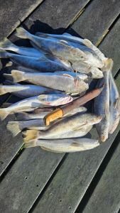 Red Drum Tackle Shop photo