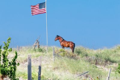 Corolla Wild Horse Fund photo