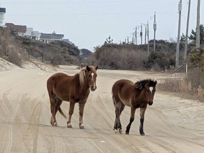 Corolla Wild Horse Fund photo