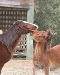 Corolla Wild Horse Fund photo