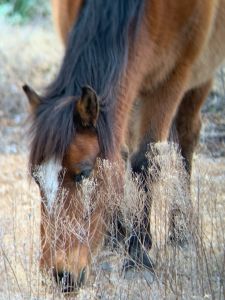 Corolla Wild Horse Fund photo