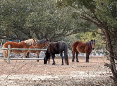 Corolla Wild Horse Fund photo
