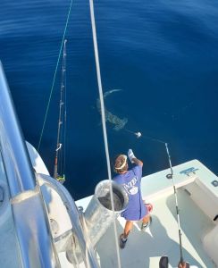 Wanchese Marina photo