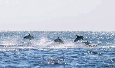 Harbor Star Dolphin Tours photo