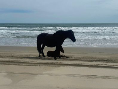 Bob's Corolla Wild Horse Tours photo