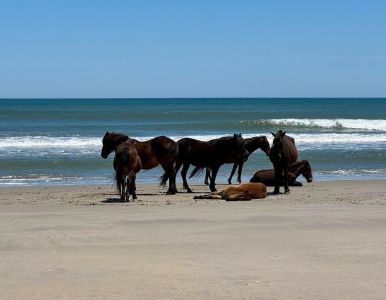 Bob's Corolla Wild Horse Tours photo